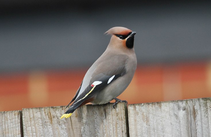 First-winter Waxwing, Corby, 13th March 2015 (Alan Coles)