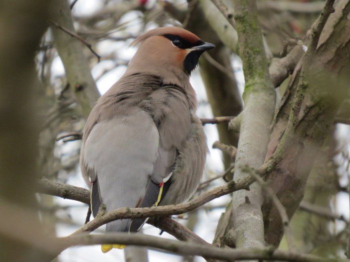 First-winter Waxwing, Corby, 15th March 2015 (Simon Hales)