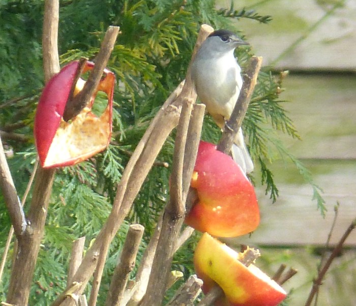 Male (presumed Central European) Blackcap, Barton Seagrave, 11th March 2015 (Geof Douglas)