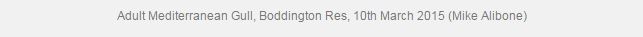 Mediterranean Gull caption