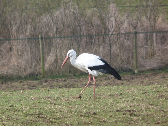 White Stork, Lowick, 12th March 2015 (Dave Holden)