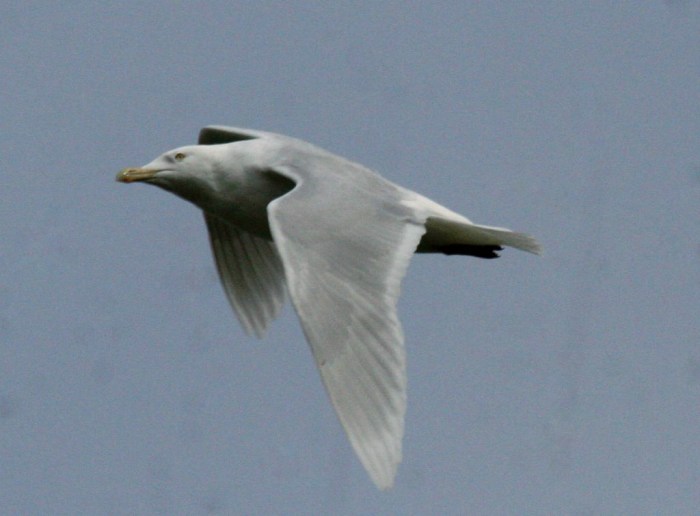 Adult Glaucous Gull, Stanwick GP, 22nd April 2015 (Steve Fisher)