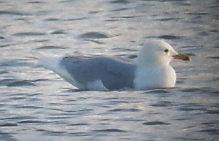 Adult Iceland Gull, Stanwick GP, 22nd April 2015 (Steve Fisher)
