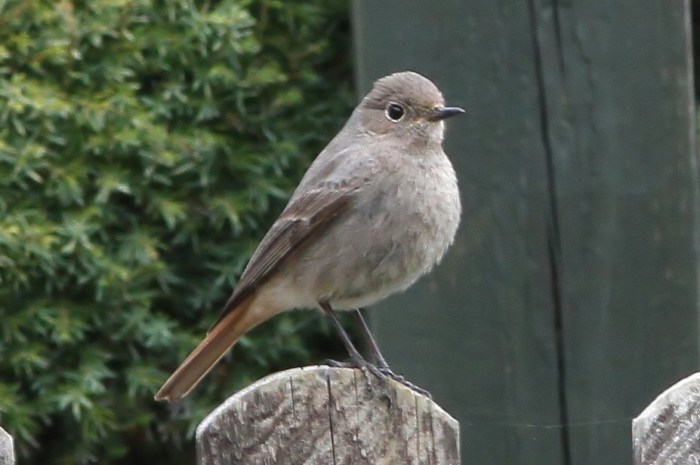 Black Redstart, Byfield, 21st March 2015 (Bob Bullock)