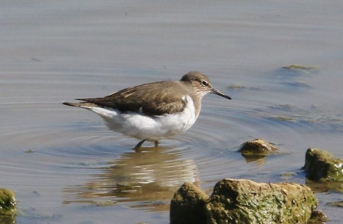 Common Sandpiper, Upton Valley Way, Northampton, 23rd April 2015 (Bob Bullock)
