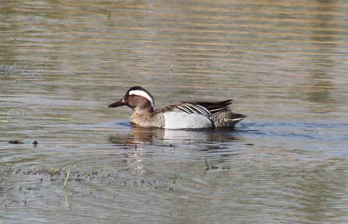 Drake Garganey, Summer Leys LNR, 20th April 2015 (Alan Coles)