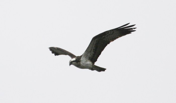 Female Osprey, Ravensthorpe Res, 3rd April 2015 (Alan Coles)