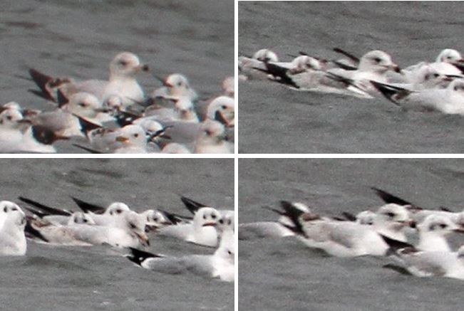 First-summer Ring-billed Gull, Boddington Res, 28th March 2015 (Bob Bullock)