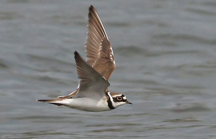 Little Ringed Plover, Hollowell Res, 10th April 2015 (Bob Bullock)