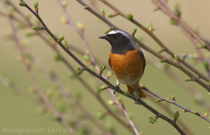 Male Common Redstart, Summer Leys LNR, 9th April 2015 (Douglas McFarlane)