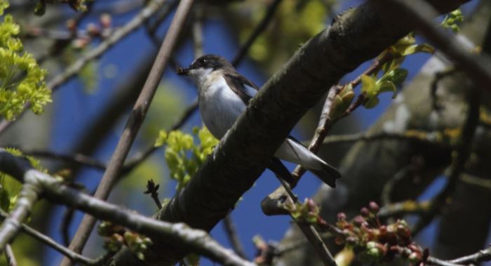 Male Pied Flycatcher, Pitsford Res, 14th April 2015 (Terry Armstrong)
