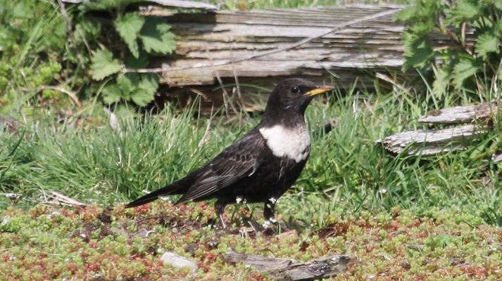 Male Ring Ouzel, Harrington AF, 10th April 2015 (Alan Coles)