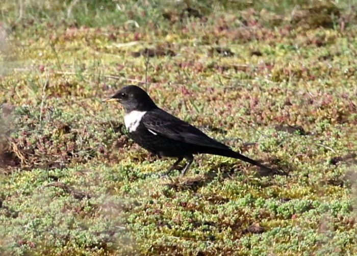 Male Ring Ouzel, Harrington AF, 10th April 2015 (Phil Jackman)