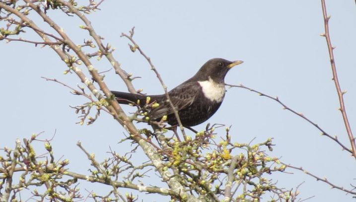 Male Ring Ouzel, Harrington AF, 10th April 2015 (Simon Hales)