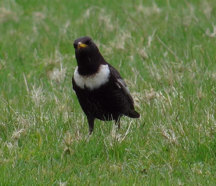 Male Ring Ouzel, near Hollowell Res, 19th April 2015 (Cathy Ryden)