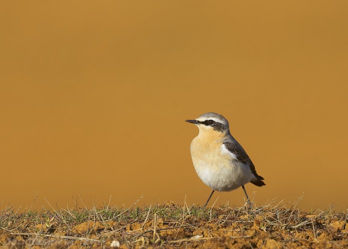 Northern Wheatear, Moulton Quarry, 14th April 2015 (Douglas Mcfarlane)