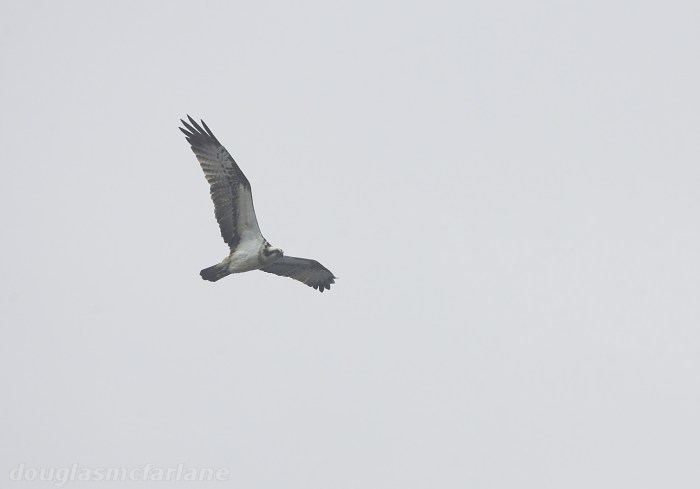 Osprey, Welford Res, 5th April 2015 (Douglas McFarlane)