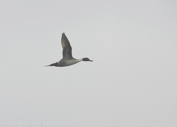 Drake Pintail, Welford Res, 5th April 2015 (Douglas McFarlane)