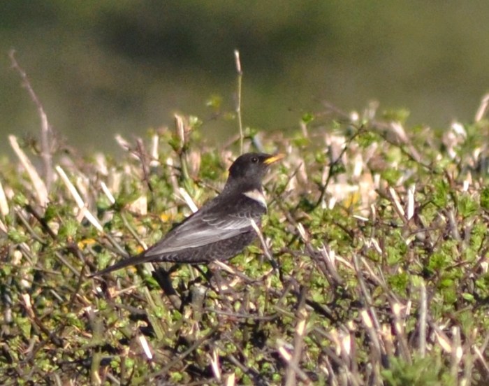 Ring Ouzel, Newnham Hill, 14th April 2015 (Stuart Mundy). One of seven present at this site.