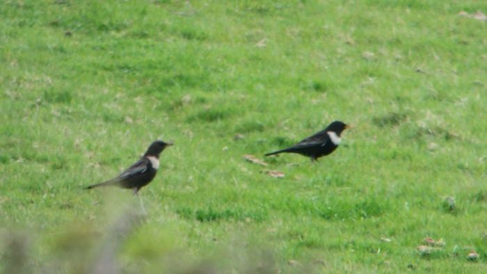 Ring Ouzels, Newnham Hill, 12th April 2015 (Mike Alibone). Two of seven present at this site.