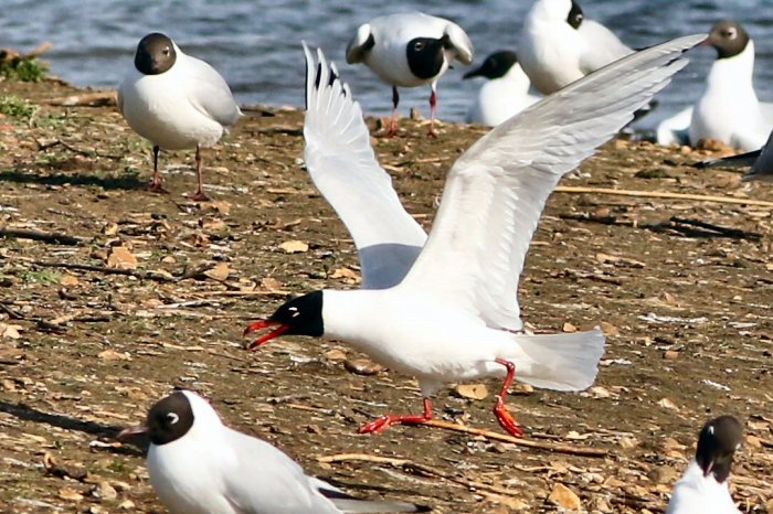 Second-summer Mediterranean Gull, Summer Leys LNR, 12th April 2015 (Bob Bullock)