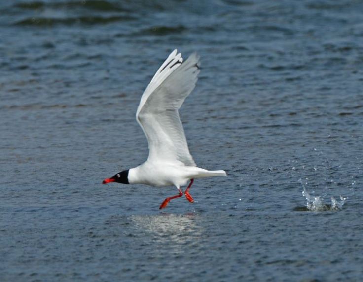 Second-summer Mediterranean Gull, Summer Leys LNR, 1st April 2015 (Clive Bowley)