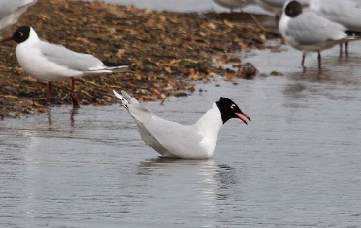 Second-summer Mediterranean Gull, Summer Leys LNR, 30th March 2015 (Alan Coles)