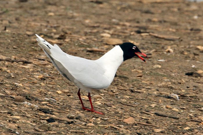 Second-summer Mediterranean Gull, Summer Leys LNR, 30th March (Bob Bullock)