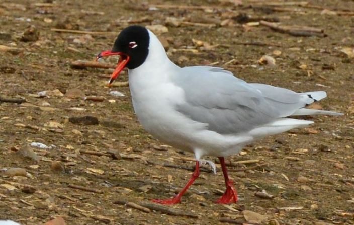 Second-summer Mediterranean Gull, Summer Leys LNR, 30th March (Clive Bowley)