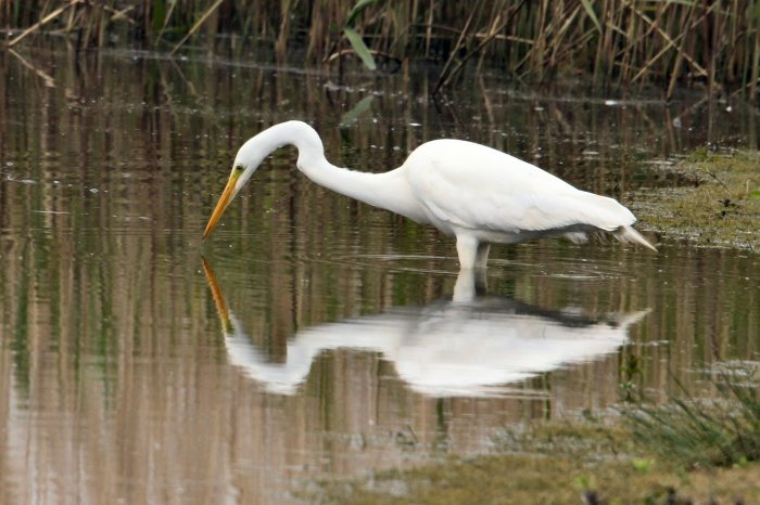Great White Egret, Summer Leys, 8th May 2015 (Bob Bullock)