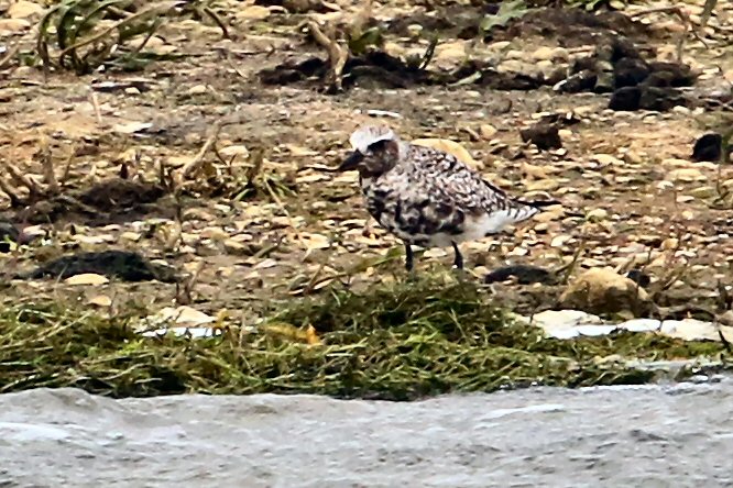 Grey Plover,  Summer Leys LNR, 5th May 2015 (Bob BullocK)