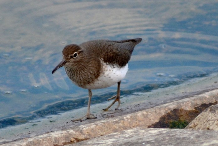Common Sandpiper, Pitsford Res, 27th April 2015 (Stuart Mundy)