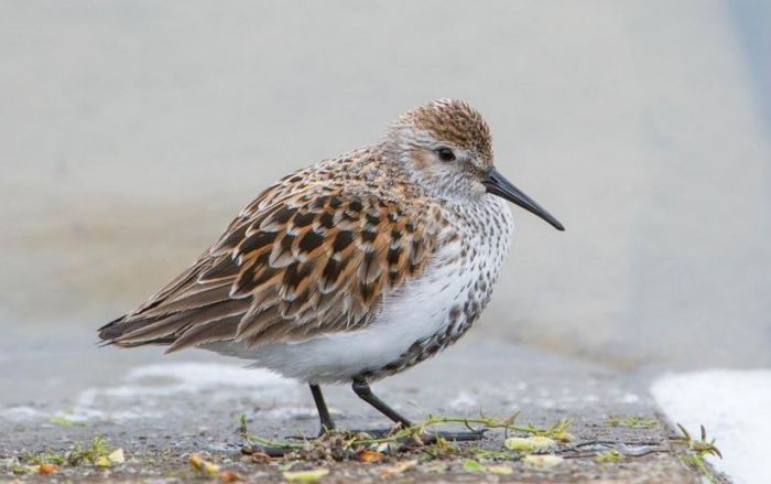 Dunlin, Pitsford Res, 26th April 2015 (Angus Molyneux)