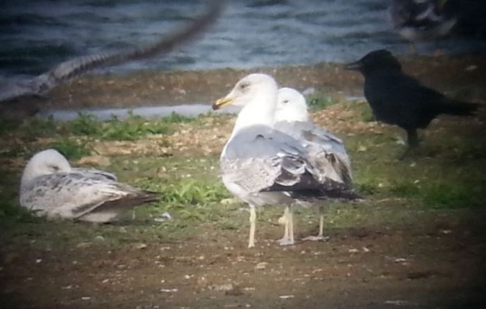 Putative second-summer Azorean Gull, Stanwick GP, 19th May 2015 (Steve Fisher)