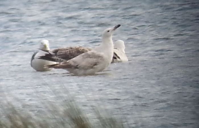 Second-summer Caspian Gull, Stanwick GP 26th May 2015 (Steve Fisher)