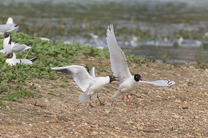 Second-summer Mediterranean Gull, Summer Leys LNR, 4th May 2015 (Dave Jackson)