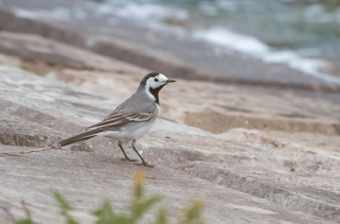 White Wagtail, Pitsford Res, 26th April 2015 (Angus Molyneux). One of three present on the dam.
