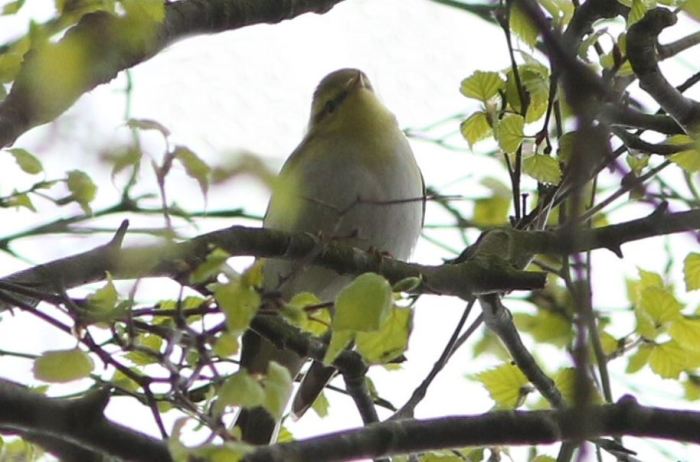 Wood Warbler, Daventry CP, 26th April 2015 (Bob Bullock)