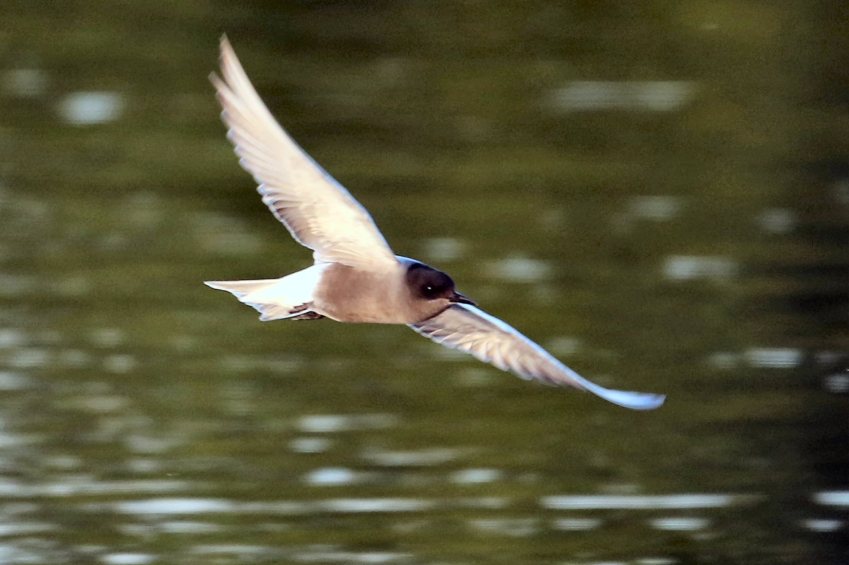 BlackTern, Stanwick GP, 31st May 2015 (Bob Bullock)