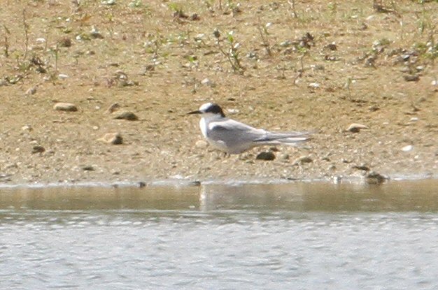 'Portlandica' Arctic Tern, Summer Leys LNR, 3rd June 2015 (Bob Bullock)
