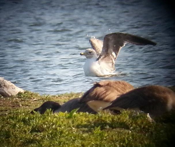 Putative second-summer Azorean Gull, Stanwick GP 4th June 2015 (Steve Fisher)