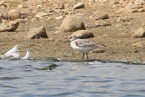 Sanderling, Summer Leys LNR, 3rd June 2015 (Bob Bullock)