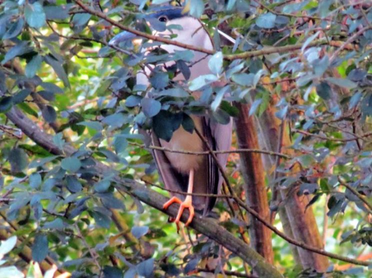 Adult Night Heron, Ditchford GP, 25th July 2015 (Jim Dunkley)