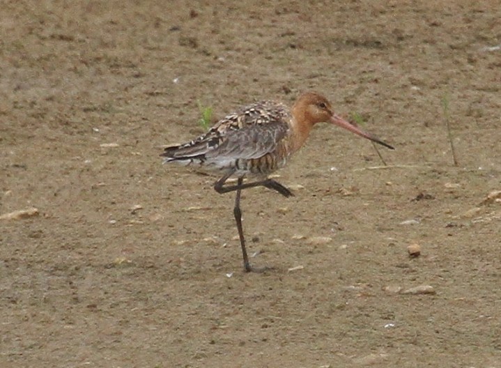 Black-tailed Godwit, Summer Leys LNR, 14th July 2015 (Alan Coles)