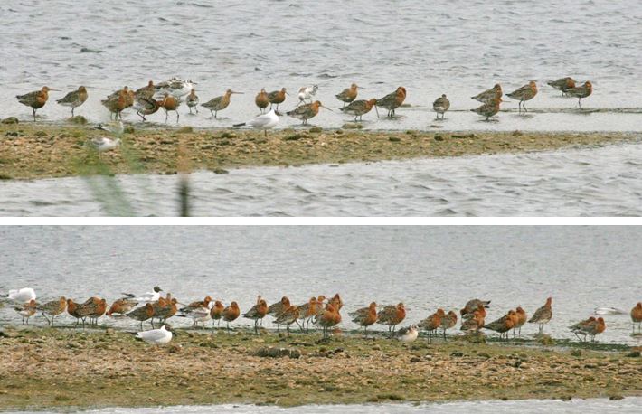 Black-tailed Godwits, Stanwick GP, 8th July 2015 (Steve Fisher). Part of an evening gathering of fifty-seven on the Visitor Centre Pit.