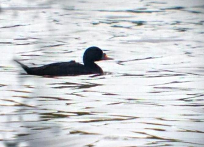Drake Common Scoter, Daventry CP, 15th July 2015 (Gary Pullan)
