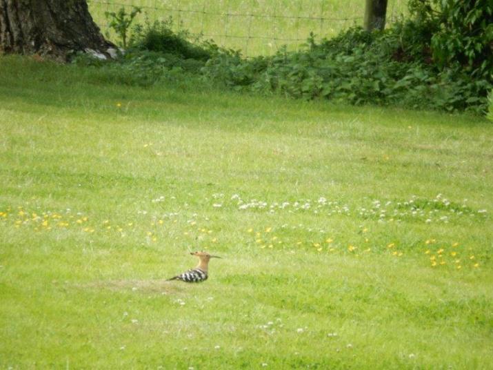 Hoopoe, Grendon, 16th June 2015 (Gwen Maisey)