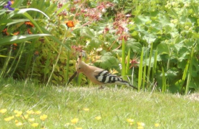 Hoopoe, Grendon, 16th June 2015 (Gwen Maisey)