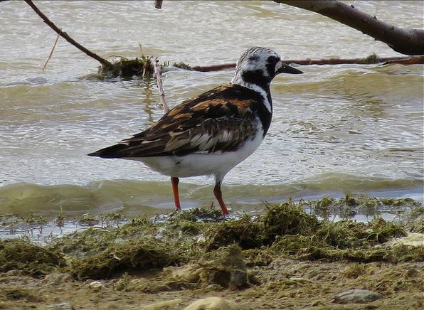 Adult Turnstone, Pitsford Res, 3rd August 2015 (Alan Francis)