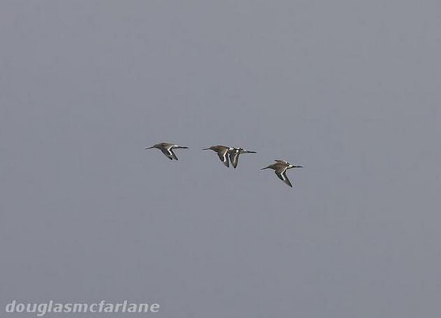 Black-tailed Godwits, Pitsford Res, 23rd August 2015 (Douglas McFarlane)